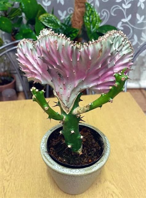 春峰錦綴化|彩春峰Euphorbia lactea f.cristata ‘Albavariegata’